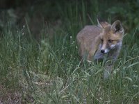 Vulpes vulpes 134, Vos, juvenile, Saxifraga-Mark Zekhuis