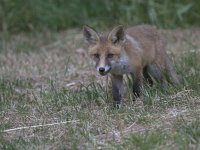 Vulpes vulpes 135, Vos, juvenile, Saxifraga-Mark Zekhuis