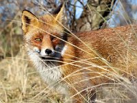 Vulpes vulpes 141, Vos, Saxifraga-Bart Vastenhouw