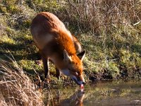 Vulpes vulpes 142, Vos, Saxifraga-Bart Vastenhouw