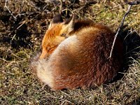 Vulpes vulpes 146, Vos, Saxifraga-Bart Vastenhouw