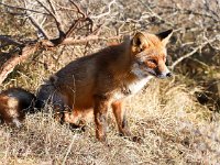 Vulpes vulpes 147, Vos, Saxifraga-Bart Vastenhouw