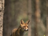 Vulpes vulpes 149, Vos, Saxifraga-Luuk Vermeer