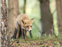 Vulpes vulpes 155, Vos, Saxifraga-Luuk Vermeer