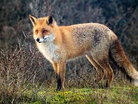 Vulpes vulpes 160, Vos, Saxifraga-Bart Vastenhouw