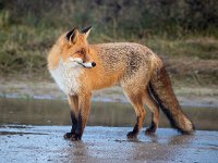 Vulpes vulpes 167, Vos, Saxifraga-Bart Vastenhouw.