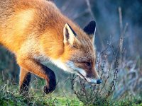 Vulpes vulpes 169, Vos, Saxifraga-Bart Vastenhouw.