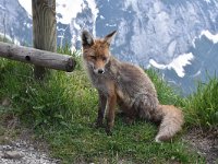 Vulpes vulpes 176, Vos, Saxifraga-Harry Jans