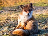 Vulpes vulpes 187, Vos, Saxifraga-Bart Vastenhouw