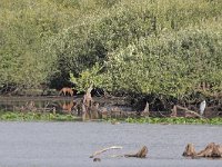 Vulpes vulpes 194, Vos, Saxifraga-Tom Heijnen