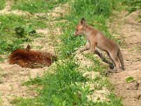 Vulpes vulpes 198, Vos, Saxifraga-Hans Grotenhuis