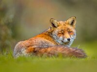 Old grey European red fox resting  Old grey European red fox (Vulpes vulpes) resting in grass and looking backward. Red Foxes are adaptable and opportunistic omnivores and are capable of successfully occupying urban areas. : Netherlands, adult, animal, animals, background, canine, carnivore, close, close-up, closeup, cross, cute, environment, europe, face, fauna, fox, foxes, funny, fur, head, horizontal, look, lying, mammal, natural, nature, one, orange, outdoor, peaceful, portrait, predator, red, relax, rest, silver, single, sleep, sleeping, soft, stare, sweet, vulpes, watch, wild, wildlife, winter, young