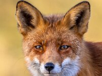 Portrait Red fox standing  Portrait  head of Red Fox male (Vulpes vulpes)  in natural environment with yellow background. The beautiful wild animal of the wilderness. Shred looking in the camera. Eye to eye with a dodgy vulpine. : adorable, animal, background, beast, beautiful, beauty, brown, canine, carnivore, clever, cunning, cute, dodgy, dog, dunes, eye, face, feeling, fox, funny, fur, head, hunting, look, looking, love, mammal, mean, nasty, nature, nose, orange, portrait, predator, red, roguish, sharp, shrewd, sly, smart, spring, vicious, vulpes, watch, watching, white, wild, wildlife, wolf, young