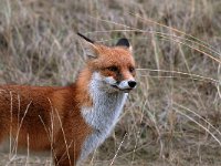 Vulpes vulpes 27, Vos, male, Saxifraga-Piet Munsterman