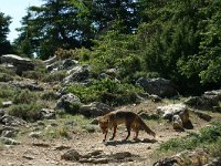 Vulpes vulpes 37, Vos, Saxifraga-Dirk Hilbers