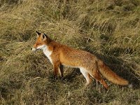 Vulpes vulpes 43, Vos, Saxifraga-Piet Munsterman