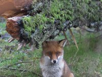 Vulpes vulpes 47, Vos, Saxifraga-Martin Mollet