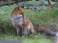 Vulpes vulpes 49, Vos, Saxifraga-Martin Mollet