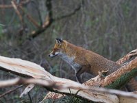 Vulpes vulpes 53, Vos, Saxifraga-Martin Mollet