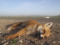 Vulpes vulpes 56, Vos, Saxifraga-Rob Felix : Animalia, Carnivora, Chordata, Mammalia, animal, carnivore, dier, dieren, gewervelde dieren, mammal, roofdier, roofdieren, vertebraat, vertebrate, zoogdier, zoogdieren