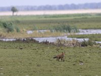 Vulpes vulpes 62, Vos, Saxifraga-Mark Zekhuis