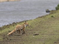 Vulpes vulpes 63, Vos, Saxifraga-Mark Zekhuis