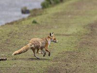 Vulpes vulpes 64, Vos, Saxifraga-Mark Zekhuis