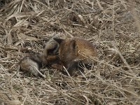 Vulpes vulpes 67, Vos, Saxifraga-Willem van Kruijsbergen