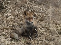 Vulpes vulpes 70, Vos, Saxifraga-Willem van Kruijsbergen