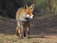 Vulpes vulpes 71, Vos, Saxifraga-Bart Vastenhouw