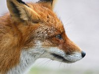 Vulpes vulpes 73, Vos, Saxifraga-Bart Vastenhouw