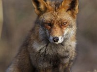 Vulpes vulpes 81, Vos, Saxifraga-Martin Mollet