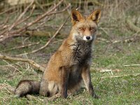 Vulpes vulpes 88, Vos, Saxifraga-Mark Zekhuis