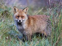 Vulpes vulpes 98, Vos, Saxifraga-Bart Vastenhouw