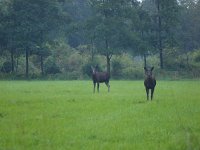 Alces alces 18, Eland, Saxifraga-Rudmer Zwerver