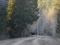 Alces alces 36, Eland, Saxifraga-Tom Heijnen