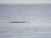 Balaenoptera musculus 6, Blauwe vinvis, Saxifraga-Bart Vastenhouw