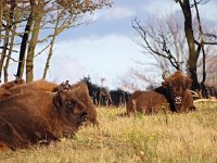 Bison bonasus 11, Wisent, Saxifraga-Hans Dekker