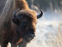 Bison bonasus 26, Wisent, Saxifraga-Mark Zekhuis