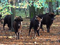 Bison bonasus 3, Wisent, Saxifraga-Mark Zekhuis