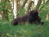 Bison bonasus 12, Wisent, Saxifraga-Hans Dekker