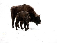 Bison bonasus 16, Wisent, Saxifraga-Bart Vastenhouw