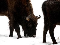 Bison bonasus 17, Wisent, Saxifraga-Bart Vastenhouw