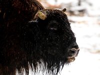 Bison bonasus 19, Wisent, Saxifraga-Bart Vastenhouw