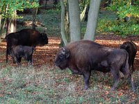 Bison bonasus 2, Wisent, Saxifraga-Mark Zekhuis