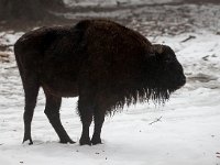 Bison bonasus 20, Wisent, Saxifraga-Bart Vastenhouw