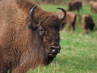 Bison bonasus 4, Wisent, Saxifraga-Hans Dekker