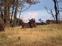 Bison bonasus 5, Wisent, Saxifraga-Hans Dekker