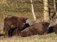 Bison bonasus 8, Wisent, Saxifraga-Hans Dekker