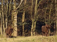 Bison bonasus 9, Wisent, Saxifraga-Hans Dekker